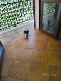 Chihuahua per monta