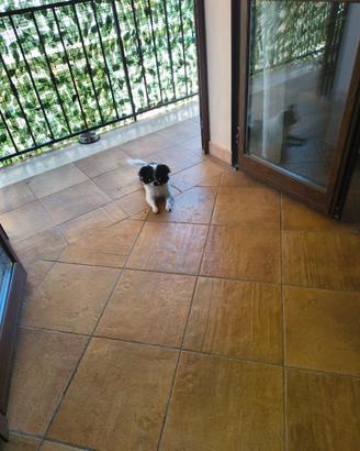 Chihuahua per monta