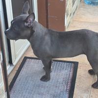 Cucciola American Bully ABKC
