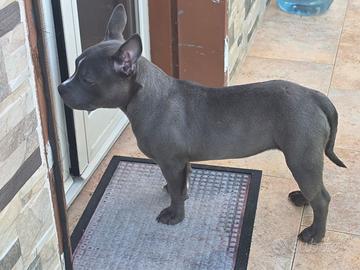 Cucciola American Bully ABKC