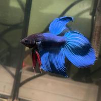 Pesci betta splendens