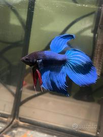 Pesci betta splendens