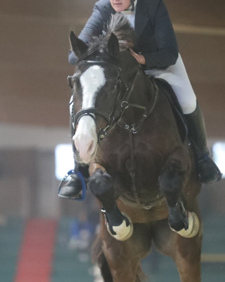 Cavallo da salto