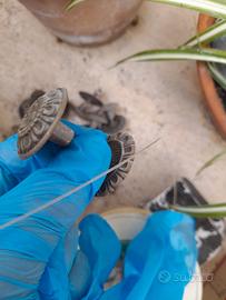 Pomelli ottone vintage