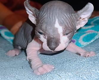 Femmina cucciola Sphynx