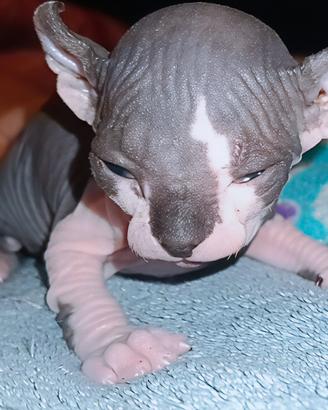 Femmina cucciola Sphynx