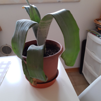 Pianta da interno