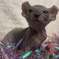 Sphynx elf e dwelf