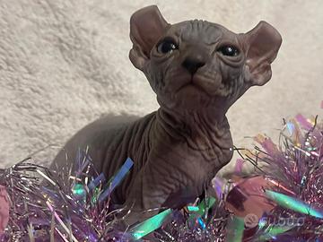 Sphynx elf e dwelf