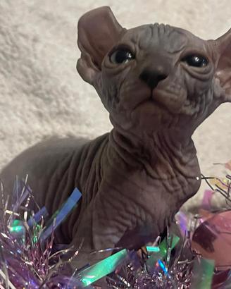 Sphynx elf e dwelf