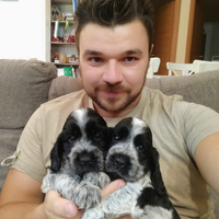 Cocker spaniel cucciolo