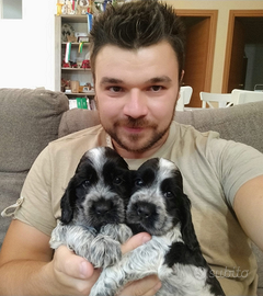 Cocker spaniel cucciolo