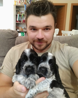 Cocker spaniel cucciolo