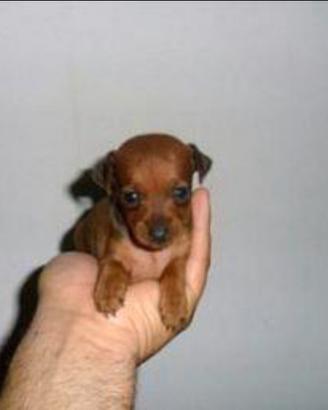 Pincher miniatura toy