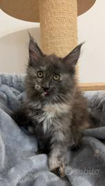 Maine Coon cuccioli pedigree ANFI
