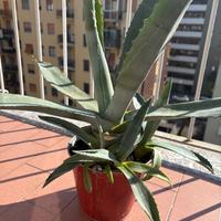 Agave pianta grassa