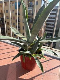 Agave pianta grassa