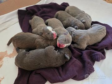 Cuccioli di Amstaff