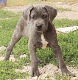 Cuccioli di cane corso