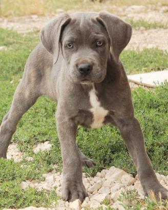 Cuccioli di cane corso