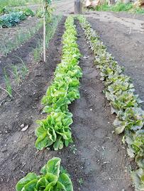 Terreno agricolo da fittare