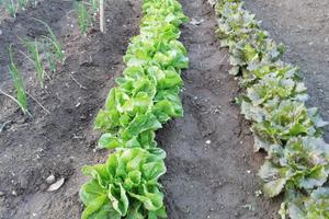 Terreno agricolo da fittare