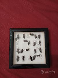 Quadro tassidermico di scarafaggi