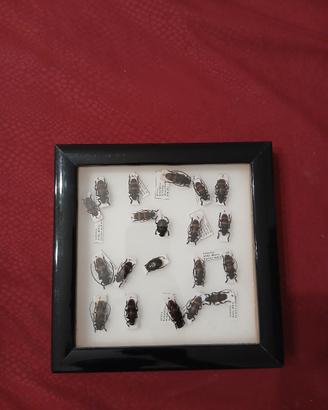 Quadro tassidermico di scarafaggi