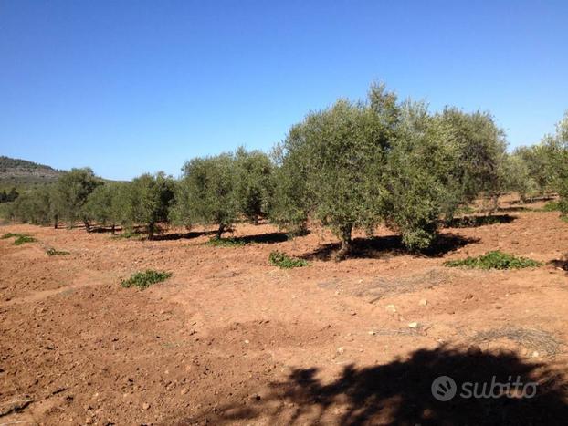 Terreno con Oliveto nei pressi d Fertilia