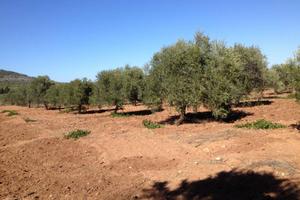 Terreno con Oliveto nei pressi d Fertilia