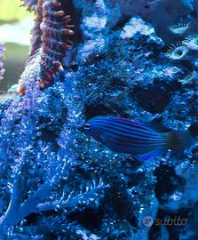Pesce