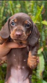 Cuccioli di Bassotto tedesco