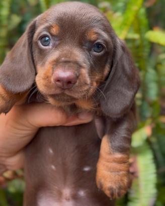 Cuccioli di Bassotto tedesco