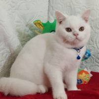 British shorthair bianco