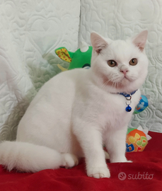 British shorthair bianco