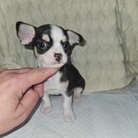 Chihuahua pedigree Enci TOY MINI