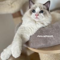 Femminuccia Ragdoll Blu bicolor
