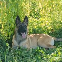 Cuccioloni di pastore belga malinois