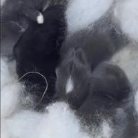 Vendita conigli nani Ariete nano-testa di leone