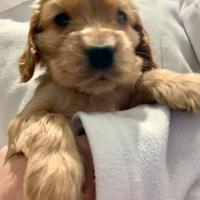1 cucciolo maschio Cocker Spaniel inglese
