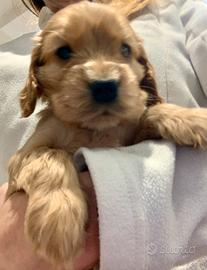 1 cucciolo maschio Cocker Spaniel inglese