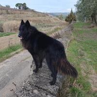 Cane pastore belga groendal di 4 anni