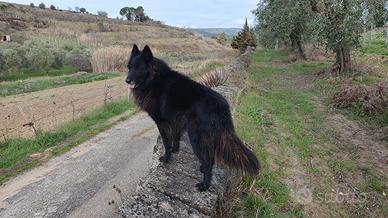 Cane pastore belga groendal di 4 anni