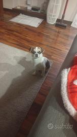 Cagnolino Chiuawa