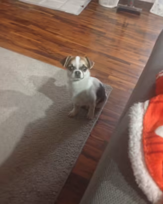 Cagnolino Chiuawa
