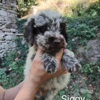 Cuccioli Lagotto Romagnolo