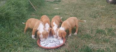Cuccioli di posavatz