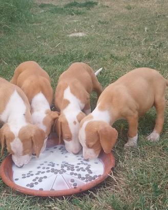 Cuccioli di posavatz