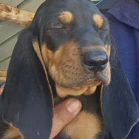 Segugi italiani pelo raso