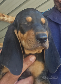 Segugi italiani pelo raso